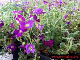 Image result for Aubrieta hybrida (cultorum)