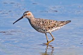 Image result for Calidris himantopus