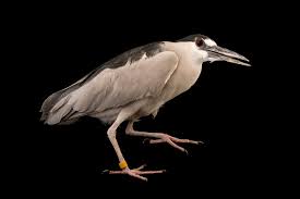 Attēlu rezultāti vaicājumam “Nycticorax nycticorax”