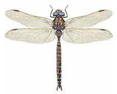 Attēlu rezultāti vaicājumam “Aeshna juncea”