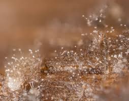 Attēlu rezultāti vaicājumam “Licea pygmaea spores”