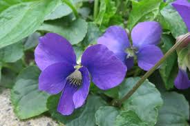 Image result for violet