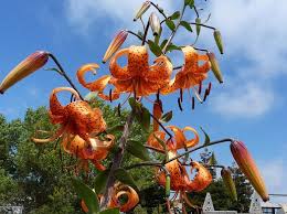 Attēlu rezultāti vaicājumam “Lilium lancifolium”