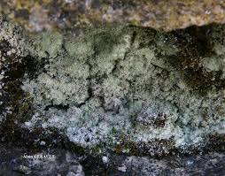 Attēlu rezultāti vaicājumam “Lepraria incana”