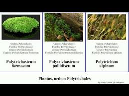 Attēlu rezultāti vaicājumam “Polytrichastrum pallidisetum cells”