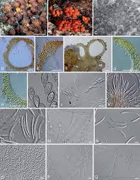 Attēlu rezultāti vaicājumam “Nectria sp., Neonectria sp.”