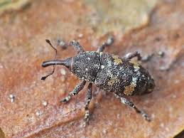 Attēlu rezultāti vaicājumam “Pissodes castaneus”