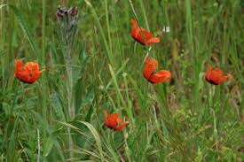 Attēlu rezultāti vaicājumam “Papaver argemone leaf”