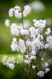 Attēlu rezultāti vaicājumam “Lychnis flos-cuculi fruit”