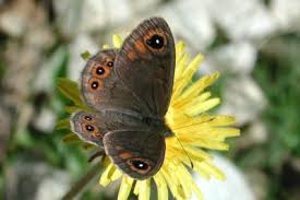 Attēlu rezultāti vaicājumam “Lasiommata petropolitana”