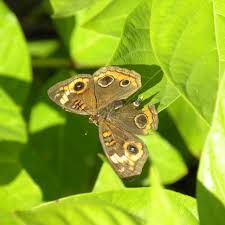 Attēlu rezultāti vaicājumam “Scardia boletella exuvia”