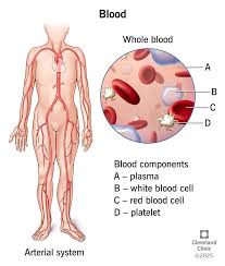 Image result for blood