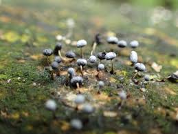 Attēlu rezultāti vaicājumam “Craterium leucocephalum”