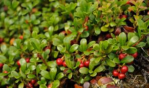 Attēlu rezultāti vaicājumam “Arctostaphylos uva-ursi”