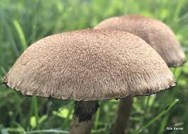 Attēlu rezultāti vaicājumam “Psathyrella lacrymabunda”