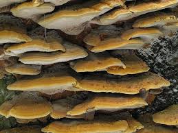 Attēlu rezultāti vaicājumam “Inonotus radiatus”