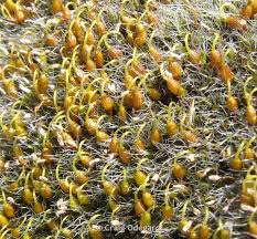 Attēlu rezultāti vaicājumam “Grimmia pulvinata sporophyte”