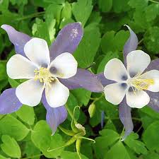 Image result for Aquilegia caerulea