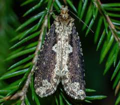 Attēlu rezultāti vaicājumam “Scardia boletella”