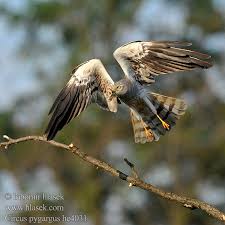 Attēlu rezultāti vaicājumam “Circus pygargus adult”