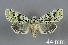 Attēlu rezultāti vaicājumam “Griposia aprilina”