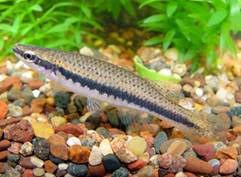 Image result for Minytrema melanops