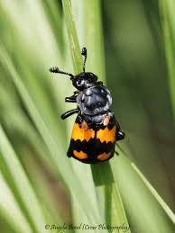 Attēlu rezultāti vaicājumam “Poecilochirus sp.”