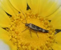 Attēlu rezultāti vaicājumam “Scythrididae”