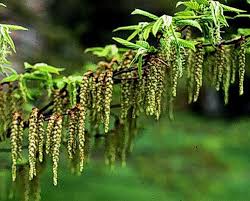 Attēlu rezultāti vaicājumam “Carpinus betulus fruit”