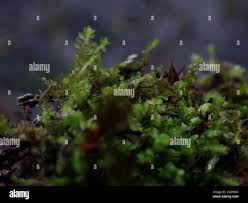 Attēlu rezultāti vaicājumam “Harpanthus flotovianus”