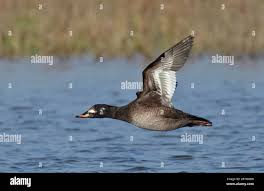 Attēlu rezultāti vaicājumam “Melanitta fusca”