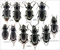 Attēlu rezultāti vaicājumam “Pterostichus quadrifoveolatus”