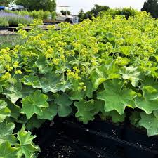 Image result for Alchemilla mollis