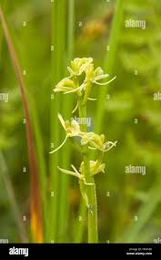 Attēlu rezultāti vaicājumam “Liparis loeselii flower”