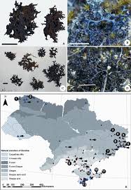 Attēlu rezultāti vaicājumam “Cetraria sepincola”