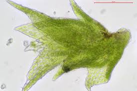 Attēlu rezultāti vaicājumam “Platygyrium repens”