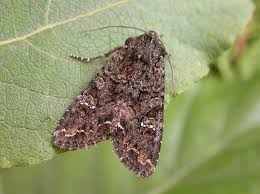 Attēlu rezultāti vaicājumam “Mamestra brassicae exuvia”