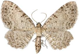 Attēlu rezultāti vaicājumam “Anticollix sparsata”