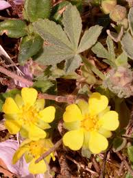 Attēlu rezultāti vaicājumam “Potentilla arenaria flower”