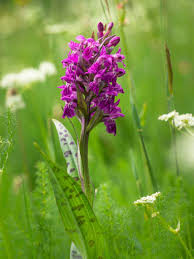 Attēlu rezultāti vaicājumam “Dactylorhiza maculata flower”