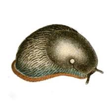 Attēlu rezultāti vaicājumam “Arion lusitanicus”