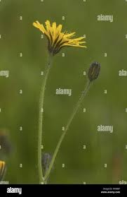 Attēlu rezultāti vaicājumam “Crepis paludosa leaf”