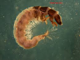 Attēlu rezultāti vaicājumam “Trichoptera”