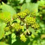 Attēlu rezultāti vaicājumam “Rubus plicatus flower”