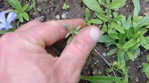 Attēlu rezultāti vaicājumam “Microrrhinum minus”