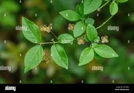 Attēlu rezultāti vaicājumam “Euonymus verrucosus leaf”