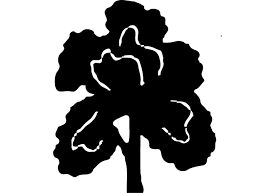 Attēlu rezultāti vaicājumam “Ulmus minor f. suberosa”