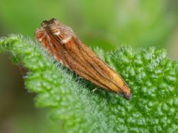 Attēlu rezultāti vaicājumam “Lathronympha strigana”