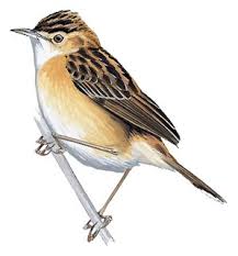 Image result for Cisticola juncidis