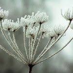 Attēlu rezultāti vaicājumam “Heracleum sosnowskyi leaf”